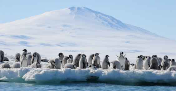 Pinguini estinzione