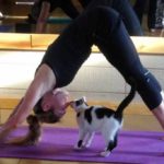 yoga gatti