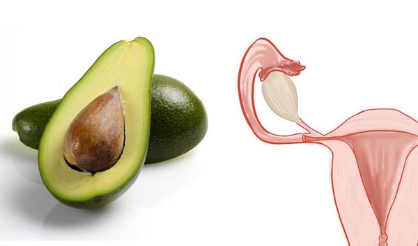 avocado utero
