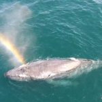 balena arcobaleno