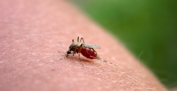 punture di zanzara repellenti inutili