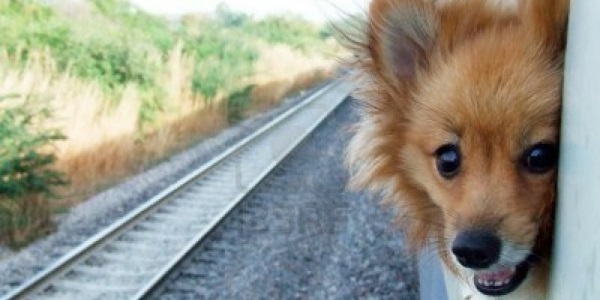 7452013 cute dog on the train window 1024x683
