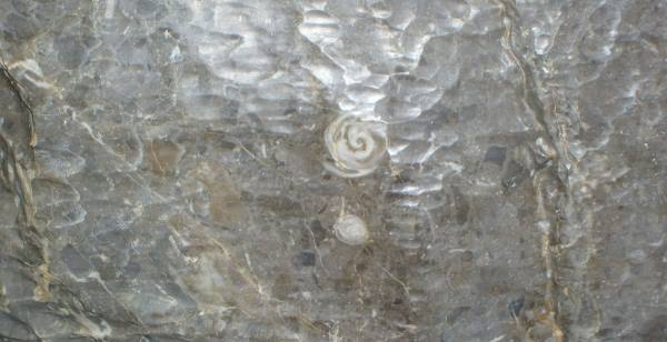 Gole di Tiberio fossile