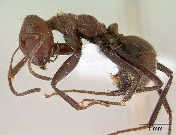 formiche malesi