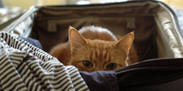 gty cat luggage kb 150707 16x9 992