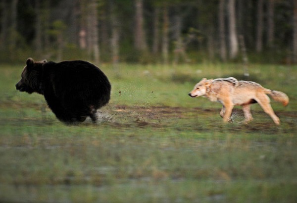 L'incredibile e rara amicizia tra un lupo e un orso (FOTO) - greenMe