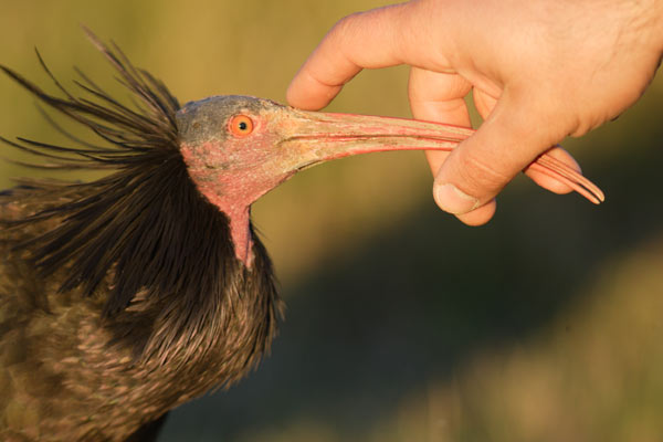 ibis cianchi