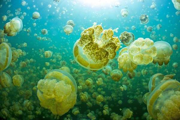 jellyfish lake 2