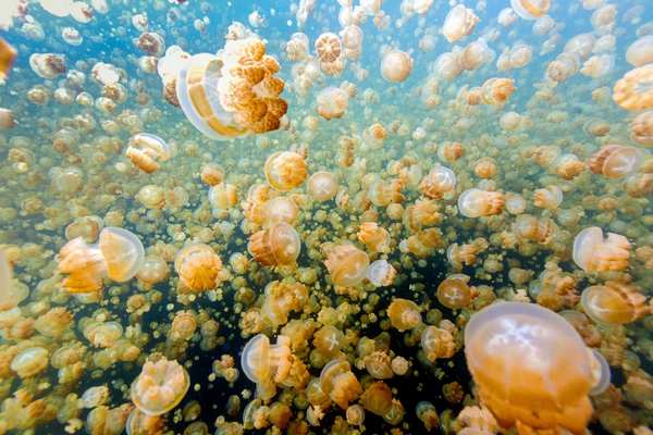jellyfish lake 4