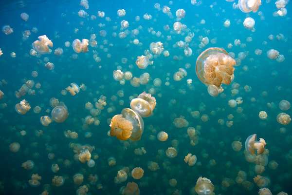 jellyfish lake 5