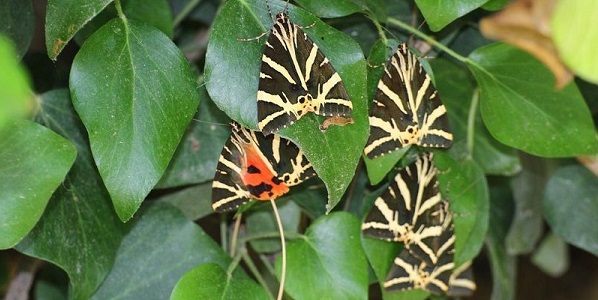 petaloudes valley butterflies 52
