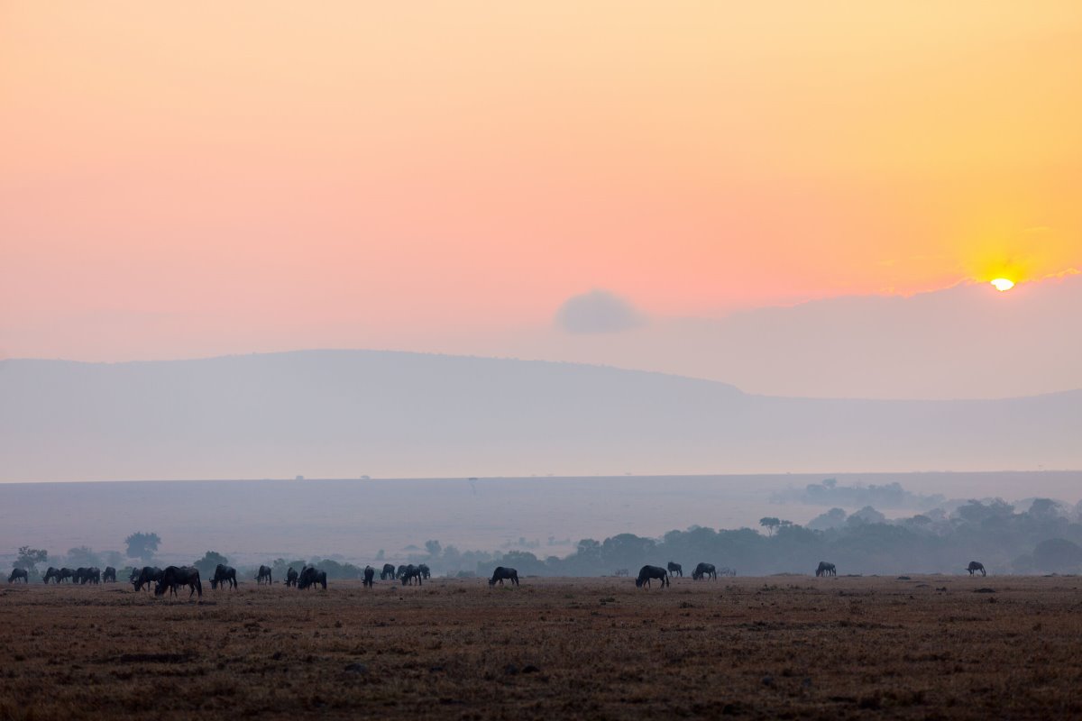 riserva masai mara kenya