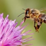 api nuovo pesticida europa