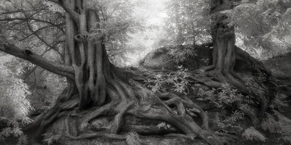 beth moon cover
