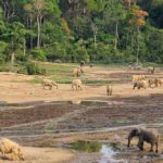 elefanti di foresta 296700