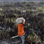indonesia deforestazione clima