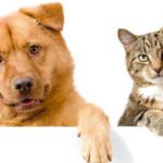 traffico illegale cani gatti petizione