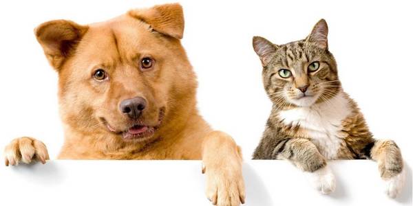 traffico illegale cani gatti petizione