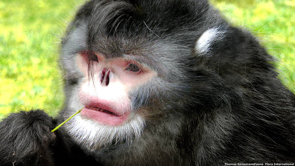 wwf scimmia starnutisce