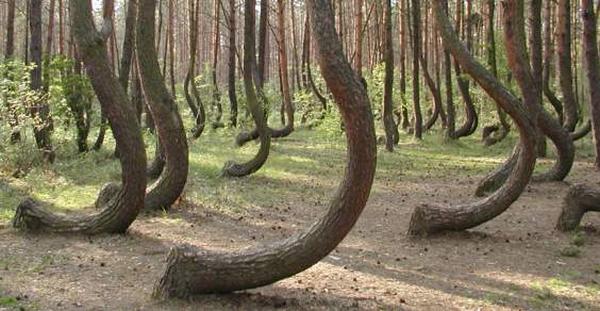 alberi ricurvi polonia