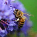 api trasporto pesticidi