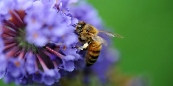 api trasporto pesticidi
