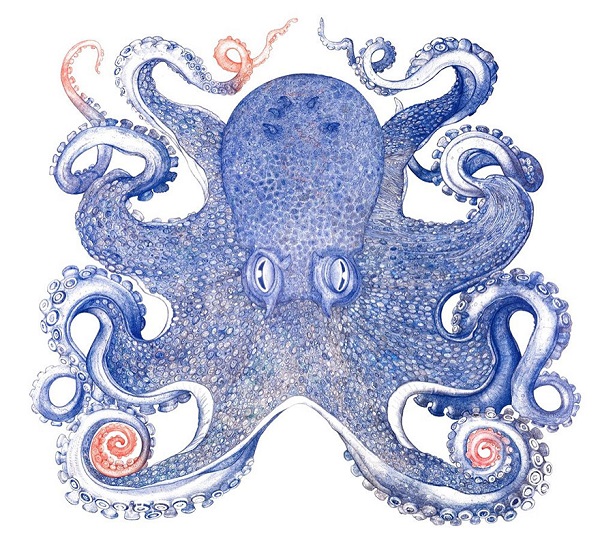 ballpoint pen drawing octopus raymond cicin 6