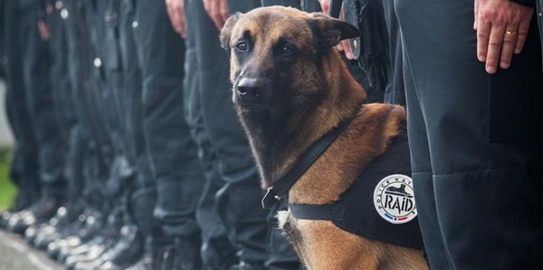 diesel cane poliziotto 000