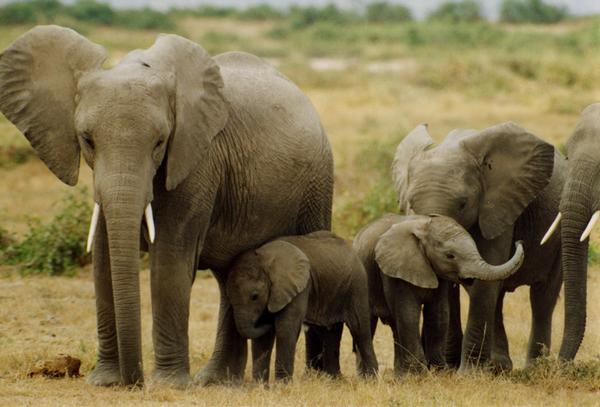 elefanti avorio