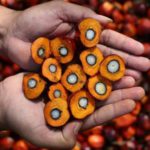 olio di palma sostenibile deforestazione indonesia