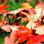 rastrellare foglie cadute autunno