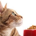 alimentazione cani gatti report