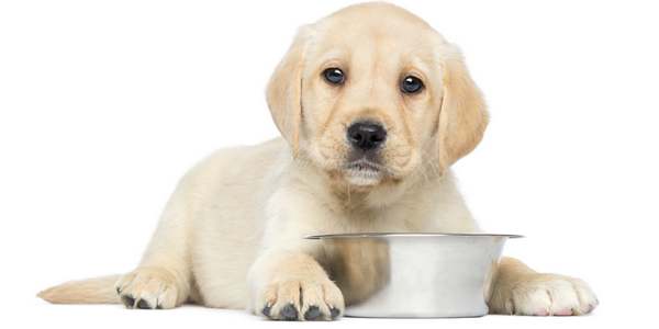 alimentazione miti cani