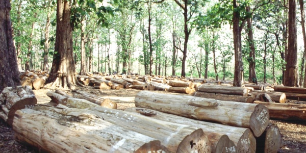 Amazzonia legno