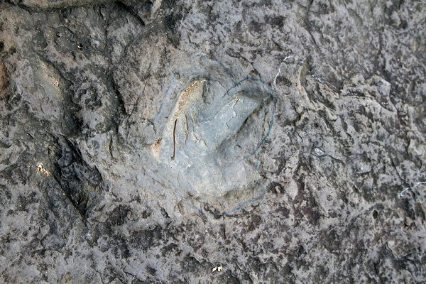 dinosaur footprints.jpg.838x0 q80