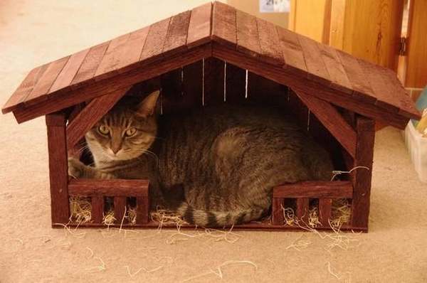 gatto nella capanna