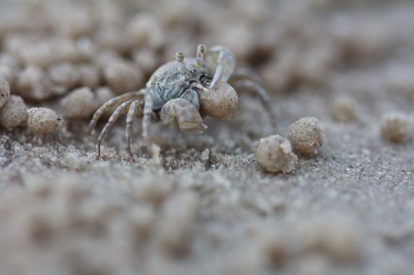 sand bubbler crab 136