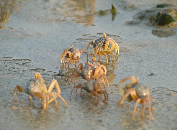 sand bubbler crab 175
