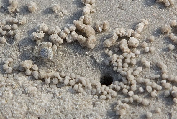 sand bubbler crab 22
