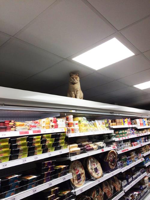 1. gatto supermercato