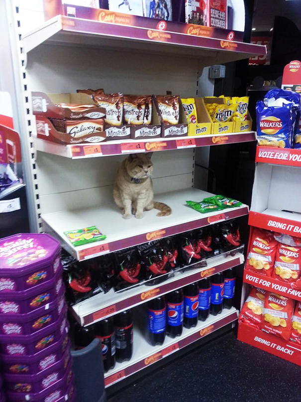 2. gatto supermercato