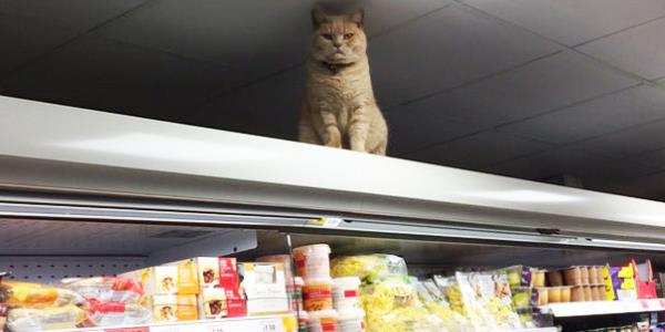 Gatto supermercato