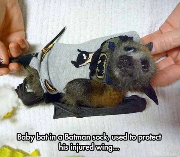 baby bat batman