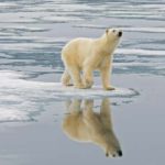 cambiamenti climatici animali estinzione