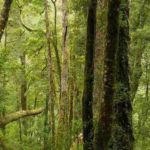 foreste tasmania cover