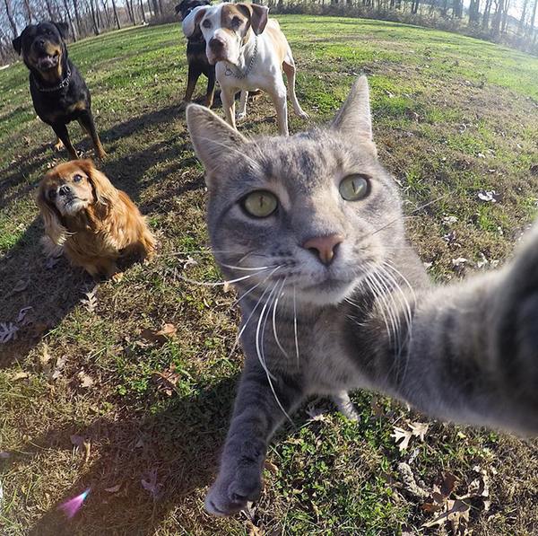 gatto selfie 2