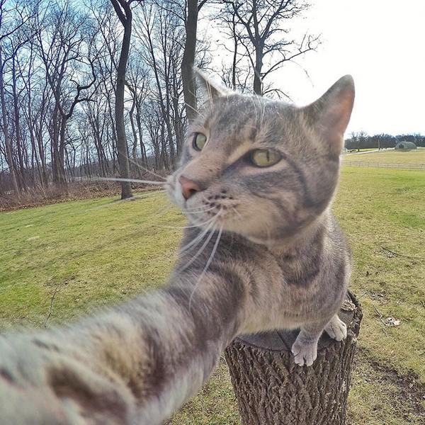 gatto selfie 3