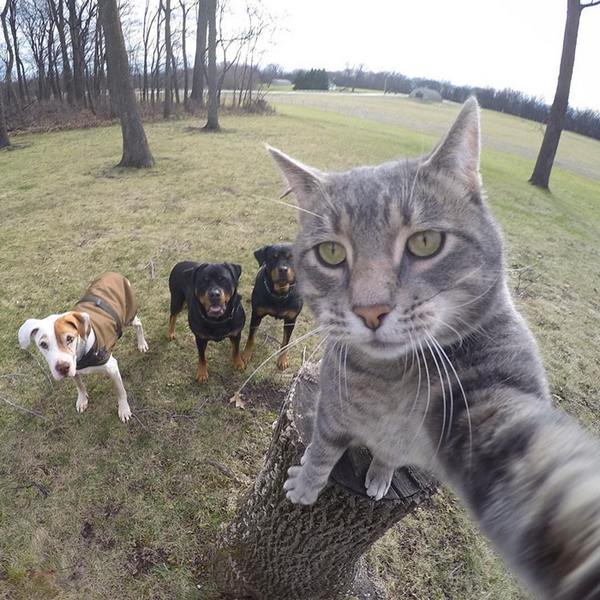 gatto selfie 4