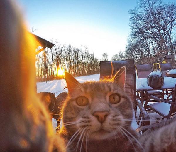 gatto selfie 5
