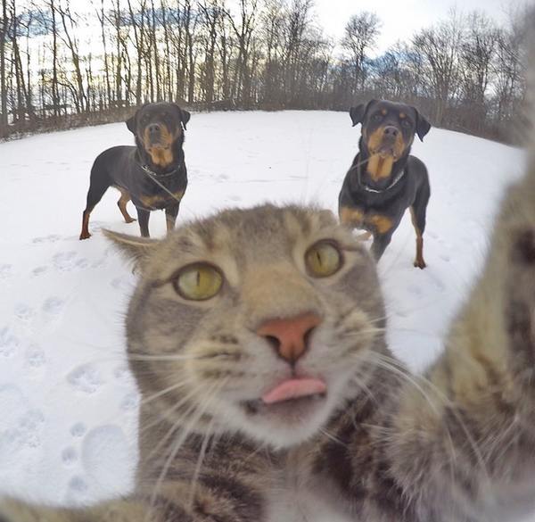 gatto selfie 7